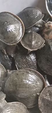 沭阳县中华甲鱼苗外塘甲鱼苗