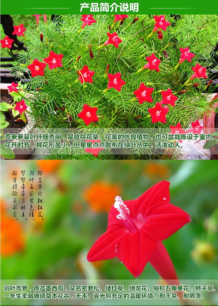 羽叶茑萝花种子易活室外庭院爬藤攀援植物圆叶茑萝五角星花种子