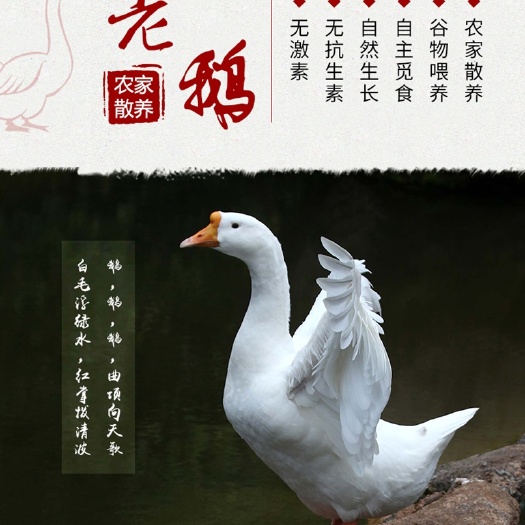 滁州农家散养鹅，谷物喂养，自主觅食，自然生长，无抗生素。