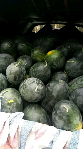 黑美人西瓜，广西新超人黑美人西瓜，六斤打底，一茬苗
