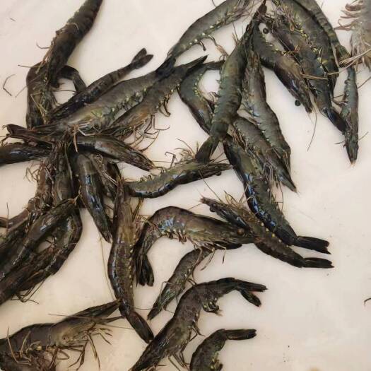 漳浦县草虾干