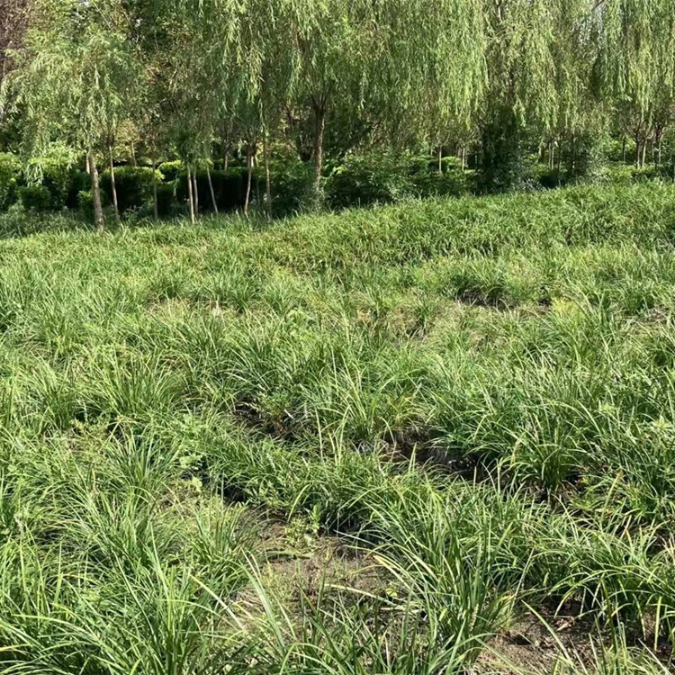 观音草 仙女草 吉祥草 麦冬草基地批发 成都参天园林