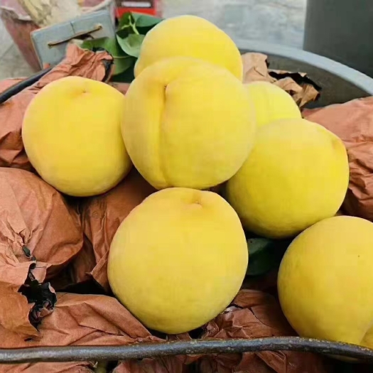 芷江县锦绣黄桃