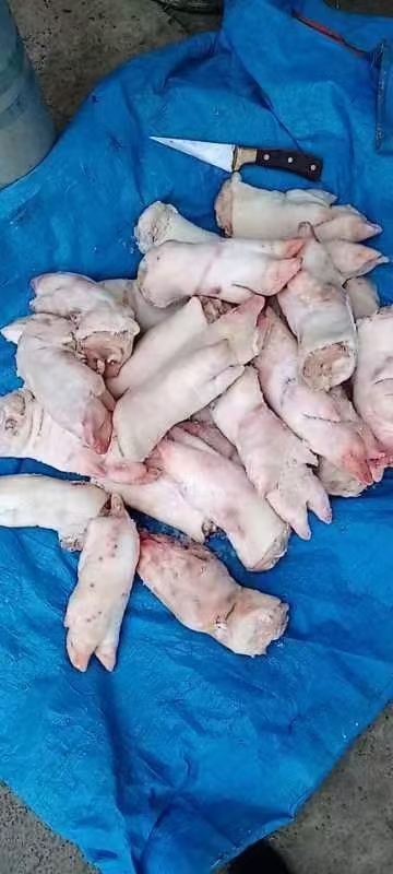 商丘母猪去筋蹄