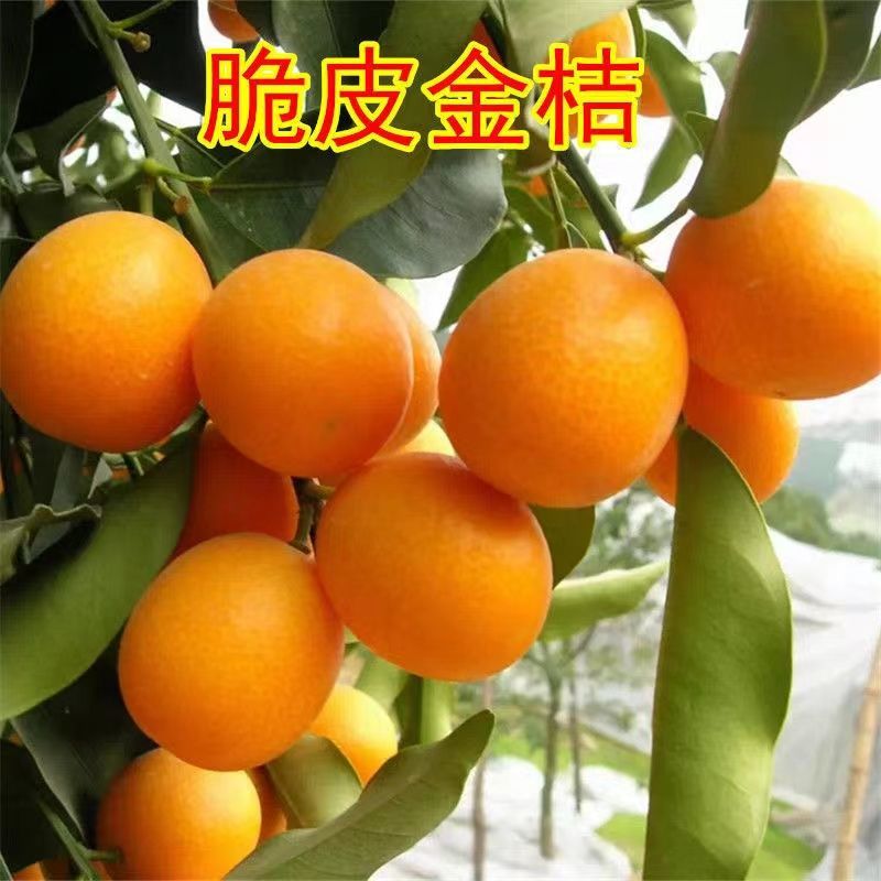 灵山县脆蜜金桔苗 脆皮金桔树苗 脆蜜金柑无籽新品地栽大甜果四季结果