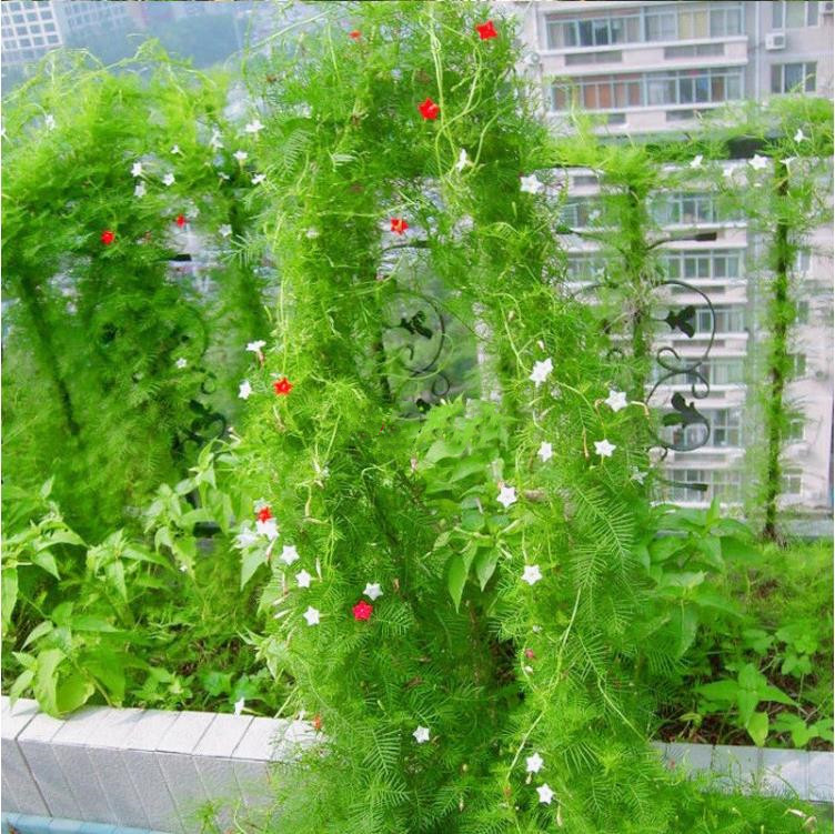 羽叶茑萝花种子易活室外庭院爬藤攀援植物圆叶茑萝五角星花种子