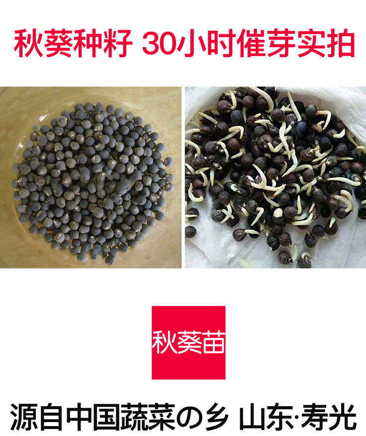 水果秋葵种子红黄绿秋葵苗耐老超嫩四季春秋种籽阳台盆栽秧苗幼苗
