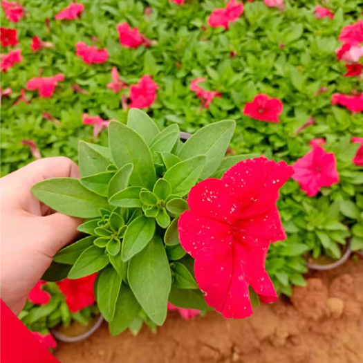 成都草花 草花基地批发 时令草花 成都参天园林
