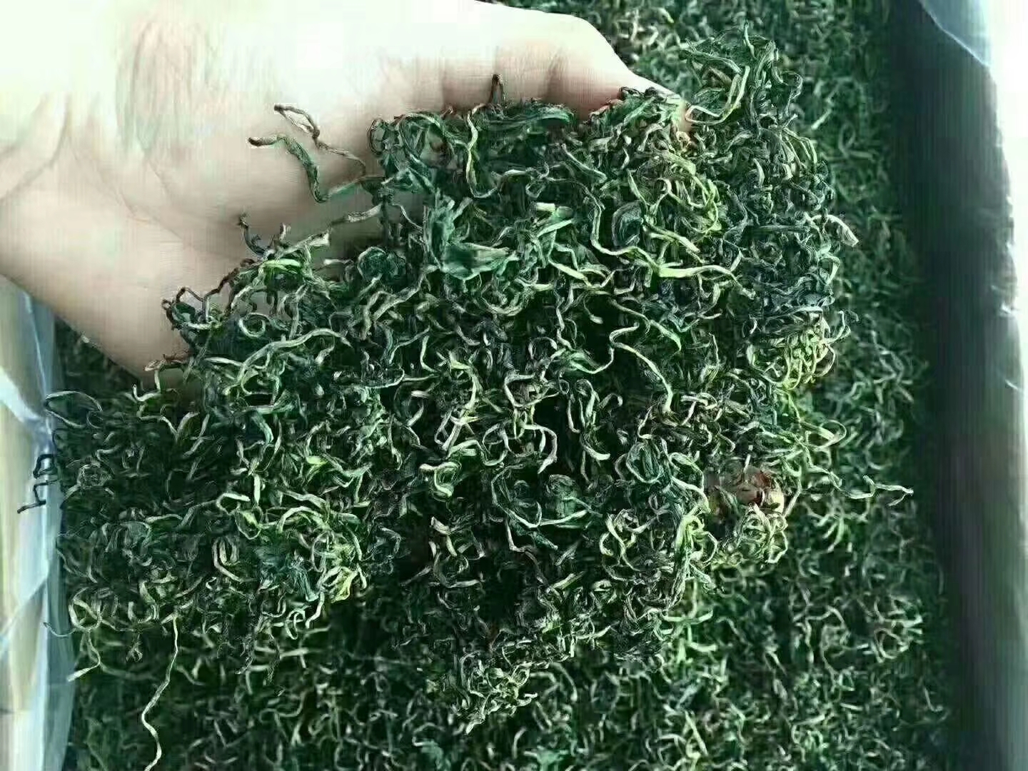 蒲公英茶新货批发一斤一袋整箱30斤蒲公英茶批发