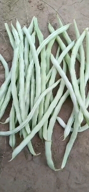 广灵县白条豆角