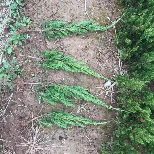 潢川县龙柏 高度30-50地苗杯苗土球苗 苗圃自产自销价格便宜稳定