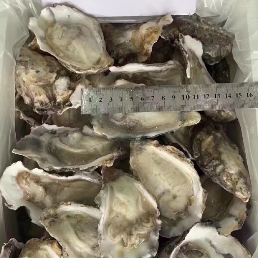 东山县生蚝 全规格有货