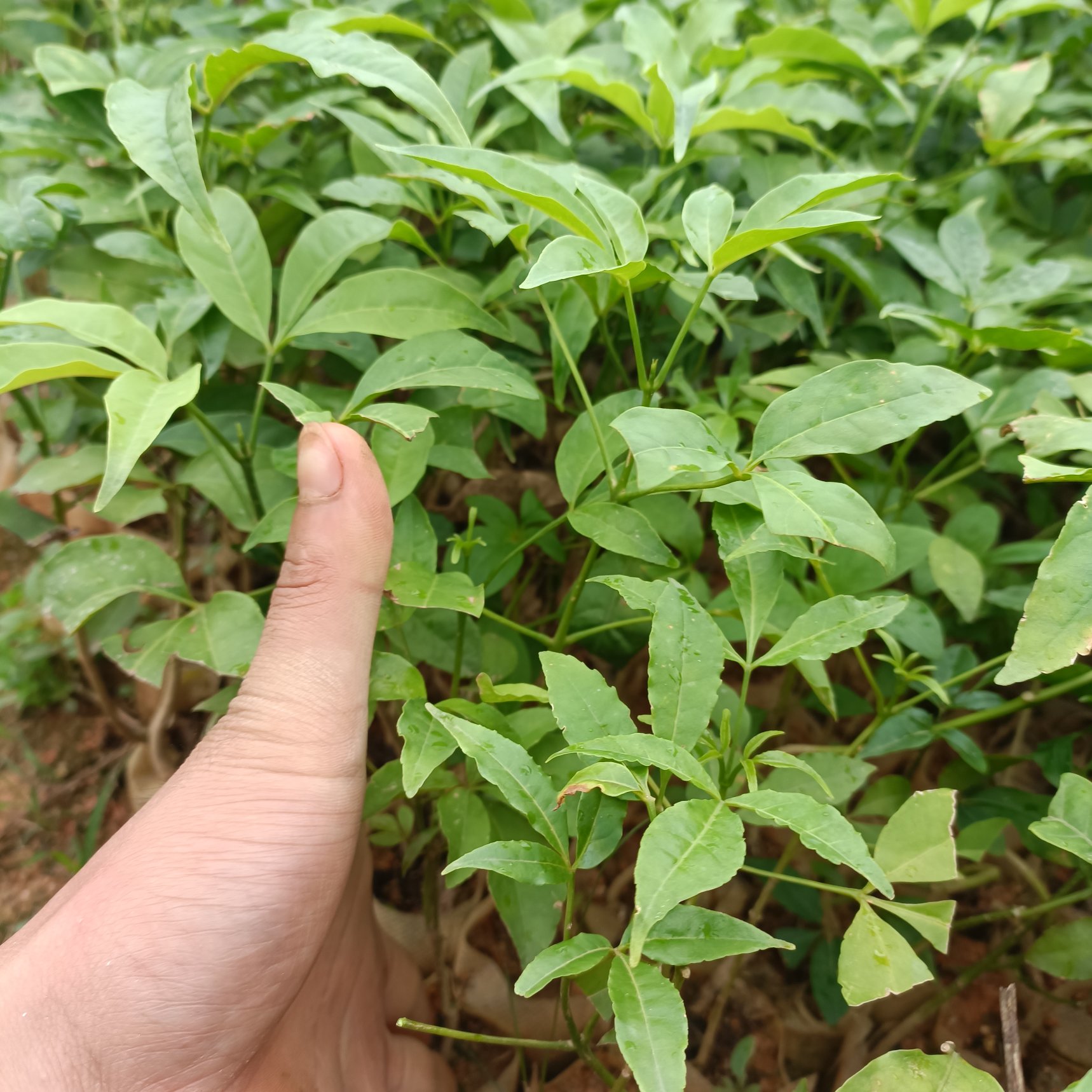 广西灵山三丫苦中药材整草 快速发货多种运输方式任选