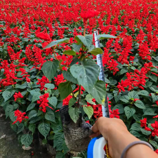 成都一串红 串串红 时令草花 国庆 元旦 成都草花批发基地