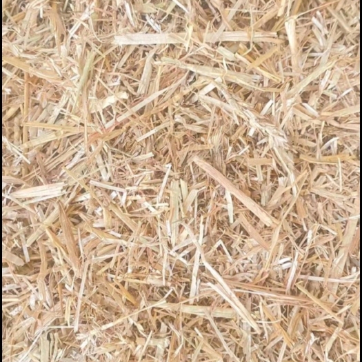 山丹县优质小麦秸秆