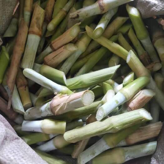 紫云县甜象草可做饲料、适合猪 牛 羊 鱼 鸭营养价值高等