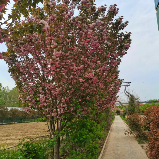 郑州风景观赏树 庭院道路绿化树 自然树形 好养易活