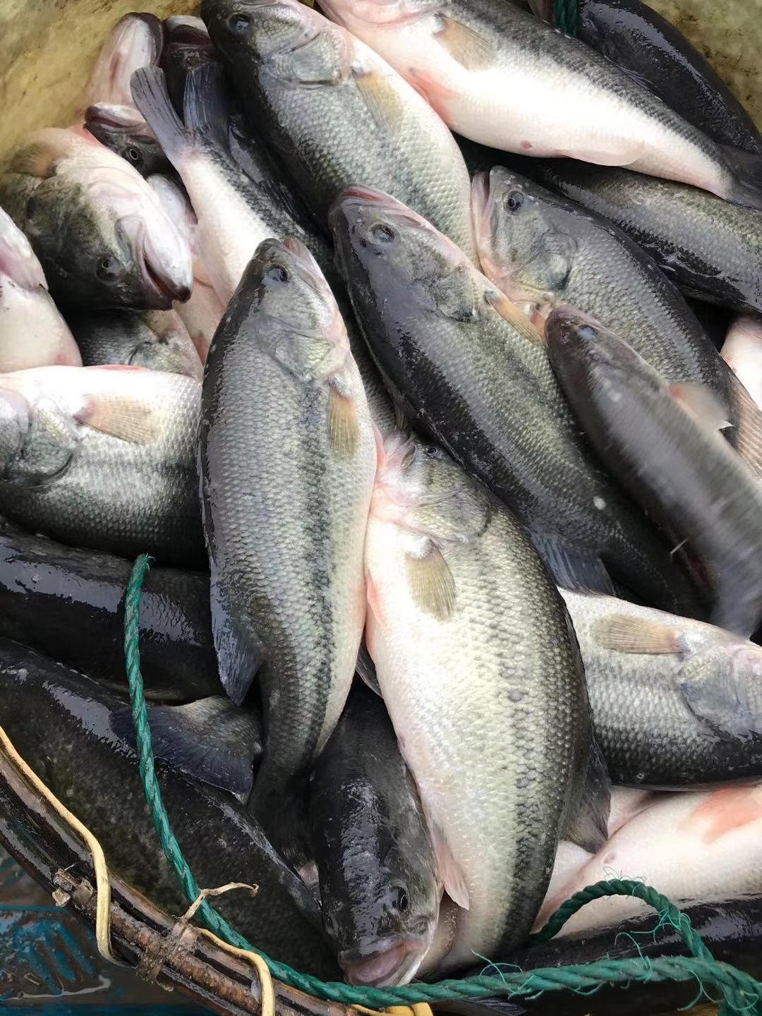 鲈鱼  品质保证 垂钓配送   货源充足  可长期供货