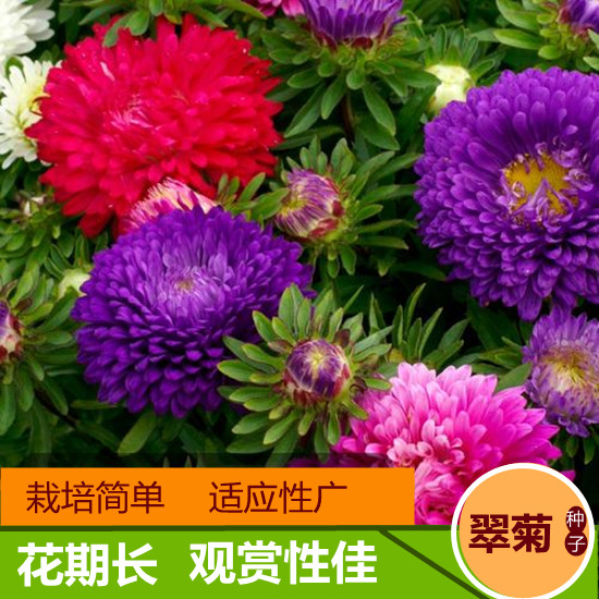 沭阳县翠菊花种子江西蜡四季开花室内阳台盆栽菊花室内庭院易种活花卉籽