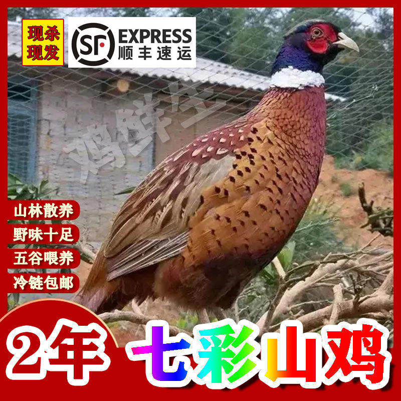 【顺丰包邮】【现杀山鸡】农家七彩山鸡新鲜散养