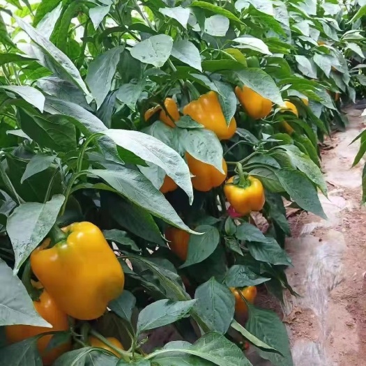 昆明彩椒种植户