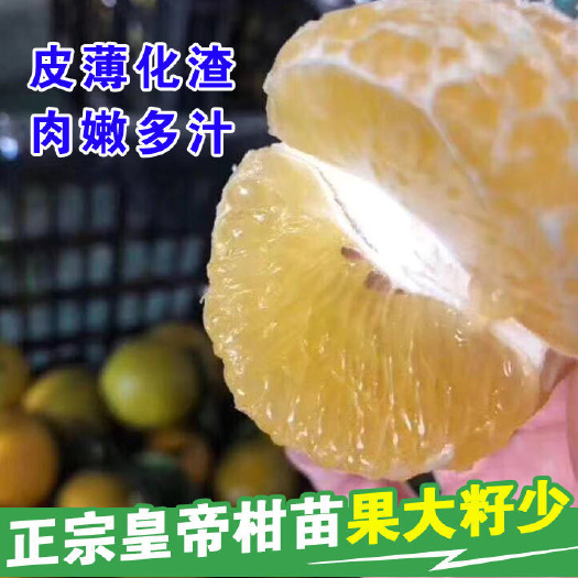 灵山县皇帝柑树苗大苗嫁接果树苗广东德庆贡柑苗黄帝柑苗桔橘子树苗