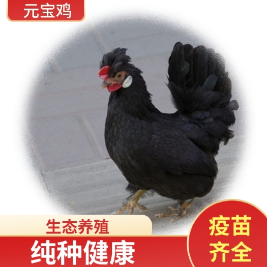 无锡一对精品元宝鸡活体  元宝鸡 单冠 双冠 幼仔 受精蛋