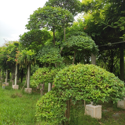 郑州郑州园林观赏树、小区绿化树、庭院景观绿化树苗基地种植