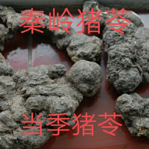 秦岭深山当季猪苓深山猪苓