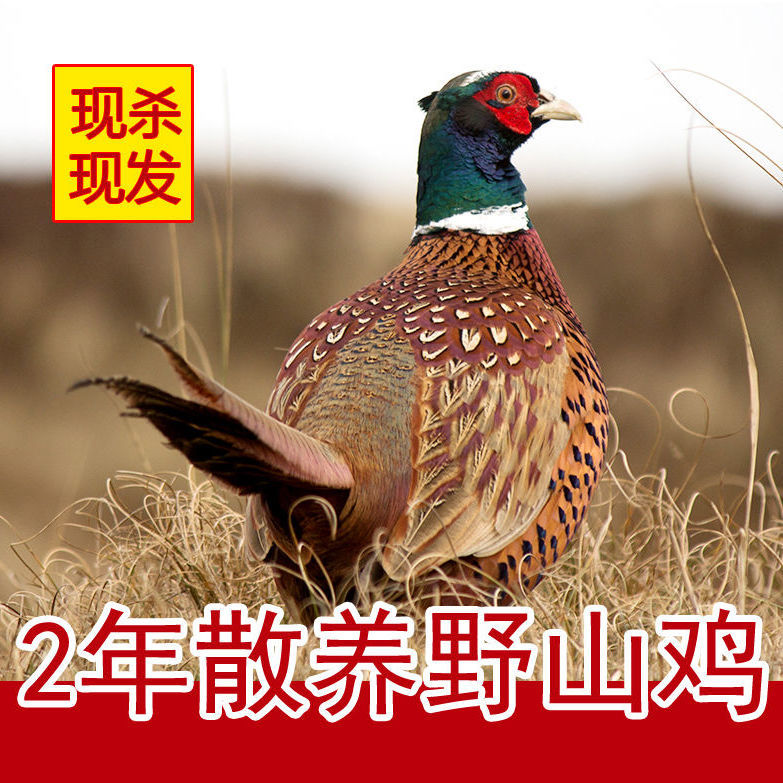 【顺丰包邮】【现杀山鸡】农家七彩山鸡新鲜散养