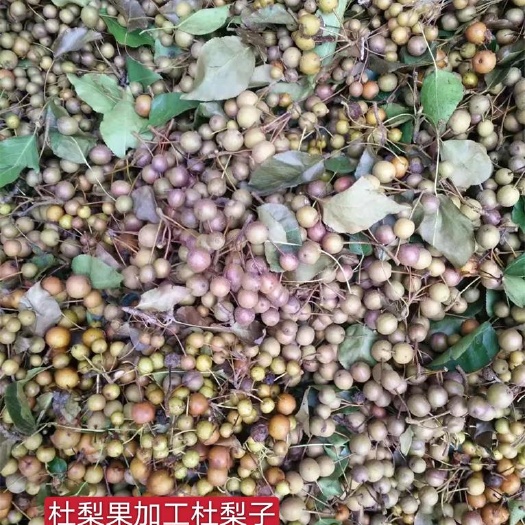 运城杜梨苗批发 嫁接梨树苗占木 一年 二年 三年杜梨苗规格齐全