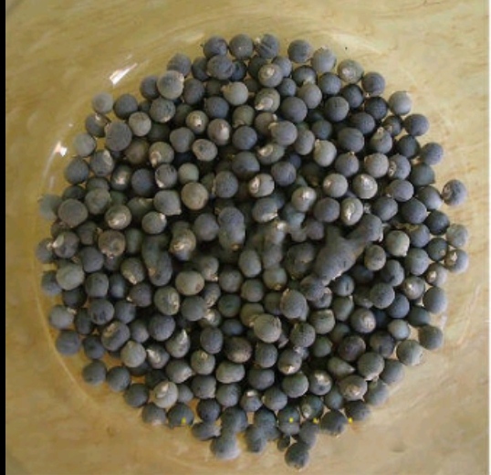 水果秋葵种子红黄绿秋葵苗耐老超嫩四季春秋种籽阳台盆栽秧苗幼苗