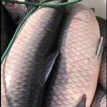 青鱼  塘口直供  垂钓配送  品质保证 货源充足