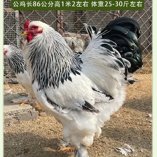 无锡巨型纯种婆罗门鸡种蛋可孵化 正宗梵天鸡蛋受精蛋