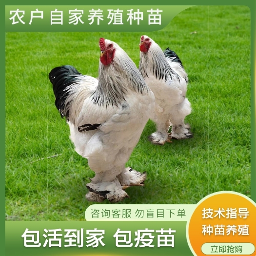 无锡A 巨型纯种婆罗门鸡苗   梵天鸡苗 巨大宠物