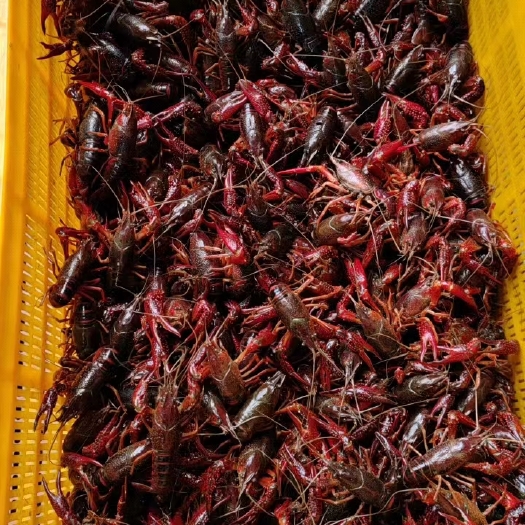洪湖市湖北洪湖清水小龙虾，潜江小龙虾，货品充足，规格齐全，长年供货