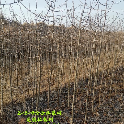 运城出售杜梨苗 1公分2公分3公分杜梨树苗现挖现发