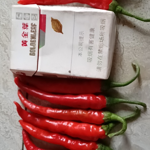 扶沟县小辣椒