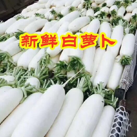 天门市湖北天门白萝卜种植基地，提供清洗，打冷，分拣，上车诚信合作