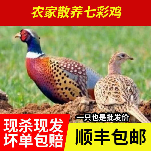 【顺丰包邮】【现杀山鸡】农家七彩山鸡新鲜散养