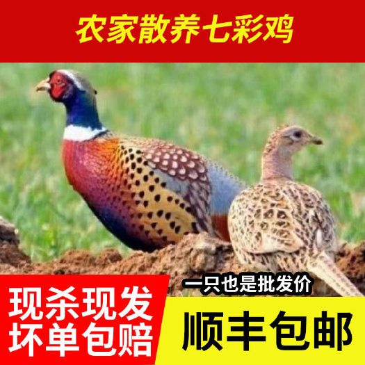 邢台【顺丰包邮】【现杀山鸡】农家七彩山鸡新鲜散养
