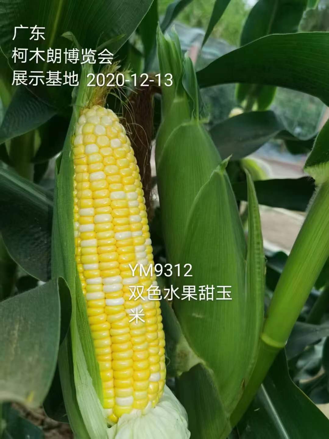 超甜金银栗2号玉米种籽四季特大水果甜玉米种孑省农科院种子