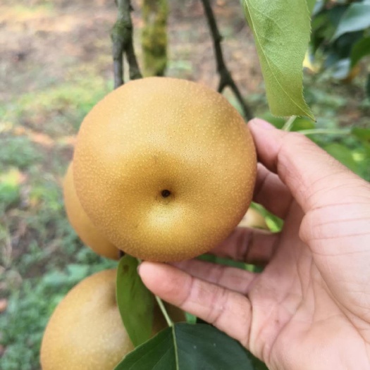 靖州县金秋梨，个头大均匀，皮面光滑，肉质细嫩清甜可口