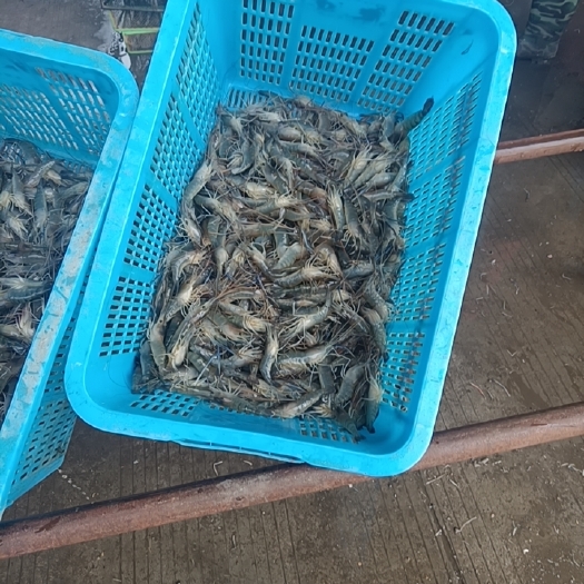 高邮市罗氏虾