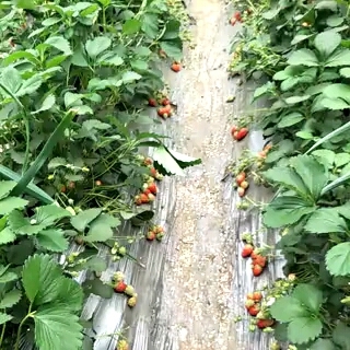 泰安隋株草莓苗价格香野草莓苗批发大棚草莓苗批发