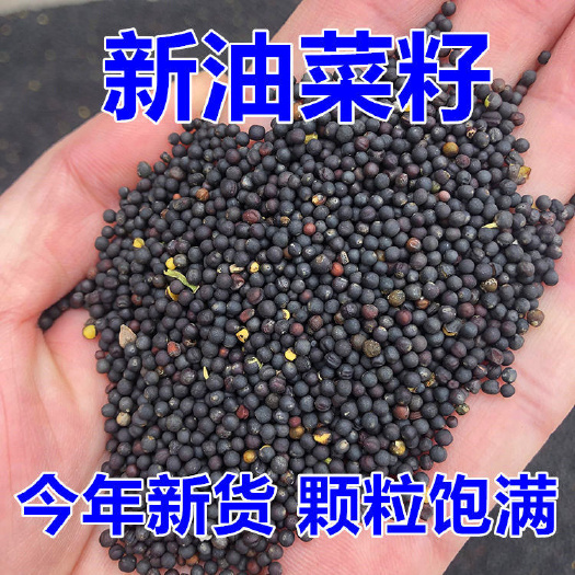 农家种植榨油油菜籽南通特产 非转基因可做榨
