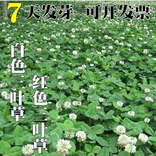 南陵县红白三叶草籽种子易活绿化四季青草坪多年生牧草果园绿肥植物