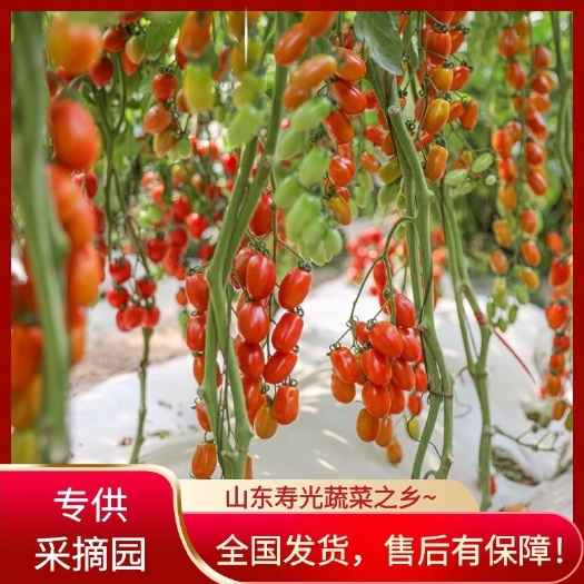 寿光市【采摘园推荐】口感型红花生圣女果苗 糖度纯甜 易挂果！
