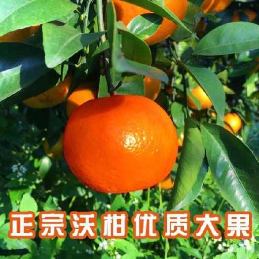 灵山县嫁接091无核沃柑树苗 沃柑水果苗果树地盆栽当年结