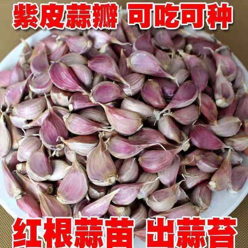彭州市四川彭州大蒜正月早蒜瓣温江蒜质量好，品种纯度高